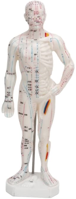 Dailygoods - Dailygoody - Lichaamsacupunctuurmodel - Professioneel meridiaanpuntenmodel - Onderwijs en massage - 33 x 16 x 6 cm - Acupunctuurmodel - Geschikt voor — thumbnail 1