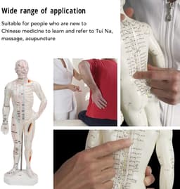 Dailygoods - Dailygoody - Lichaamsacupunctuurmodel - Professioneel meridiaanpuntenmodel - Onderwijs en massage - 33 x 16 x 6 cm - Acupunctuurmodel - Geschikt voor — thumbnail 5