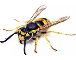 Goededoelen.Shop | Auto Sticker BIJ | Bijen Sticker | Scootersticker | Laptop Sticker | Red De Bij | 14 x 10 CM | Save The Planet