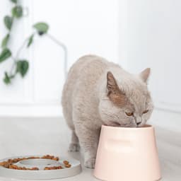 Hoopo® Tower - Ergonomische Kattenvoerbak - Wasmachine bestendig - Extra Zware Voerbak schuift niet weg - Gemaakt van Porselein — thumbnail 2