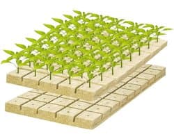 100 Stuks Steenwol Kweekmatten, 2.5 x 2.5 x 2.5 cm, Ideaal voor Snijden, Klonen en Vermeerderen met Goede Luchtdoorlatendheid en Milieuvriendelijk Ontwerp