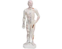 Dailygoody - Lichaamsacupunctuurmodel - Professioneel meridiaanpuntenmodel - Onderwijs en massage - 33 x 16 x 6 cm - Acupunctuurmodel - Geschikt voor