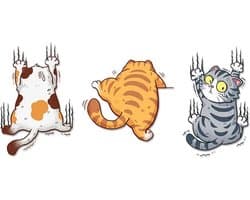 GoedeDoelen.Shop | Auto Stickers Kittens | Bumpersticker | Katten Sticker | Poezen Sticker | Weerbestendig | Afmeting ca 12 x 8 CM | 3 Losse Stickers | Scooter Sticker | Laptop Sticker | Deur Sticker | Autosticker | Grappige Sticker