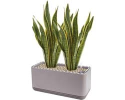 Natuurlijke Luchtreiniger - Plantenluchtreiniger Luchtzuiveraar - Binnenklimaat Verbeteren - Wortelventilatie Technologie - 30m² - Grijs