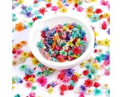 420 Gedroogde Bloemen voor Creatieve Projecten, Mini Kunstbloemen voor DIY Harswerk, Nageldesign en Scrapbooking in Drie Kleuren en Maten