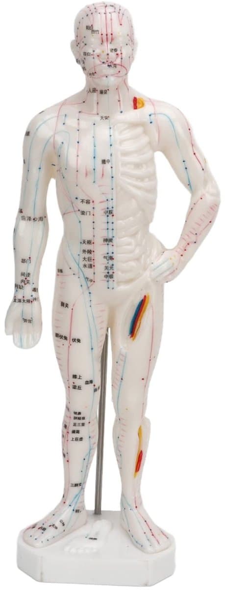 Dailygoody - Lichaamsacupunctuurmodel - Professioneel meridiaanpuntenmodel - Onderwijs en massage - 33 x 16 x 6 cm - Acupunctuurmodel - Geschikt voor — afbeelding 1